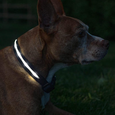 LED Dog Collar - Dog gifts