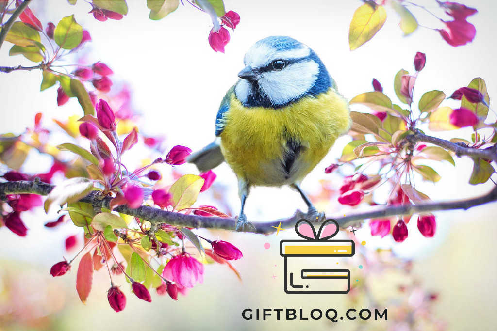 Get a feather-rific Gift for a Bird Lover